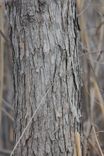 Euphrates poplar (Populus euphratica)