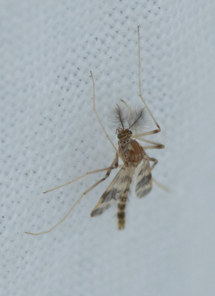 Apsectrotanypus trifascipennis