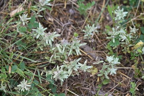 Image of Flathead Rabbit Tobacco (Diaperia prolifera) by no rights reserved