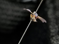 Thecophora modesta