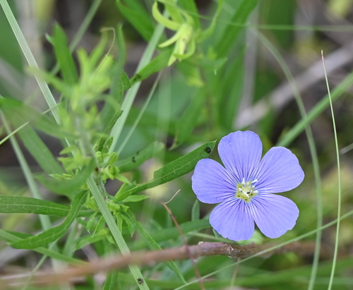 Meadow flax (Linum pratense)