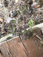 Lonicera hispidula