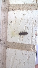 Deilelater physoderus