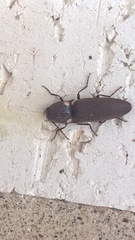 Deilelater physoderus