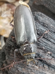 Archodontes melanopus