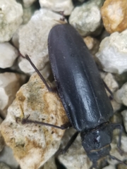 Archodontes melanopus