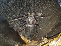 Archodontes melanopus