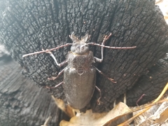 Archodontes melanopus