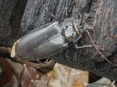 Archodontes melanopus