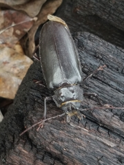 Archodontes melanopus