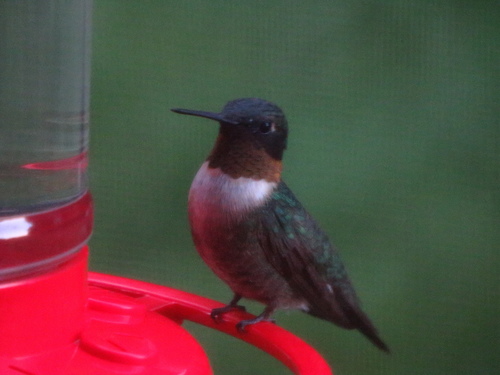 Ruby-throated Hummingbird photographed in South Dakota