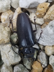 Archodontes melanopus