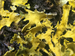 Vulpicida juniperinus