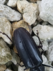 Archodontes melanopus