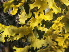 Vulpicida juniperinus