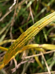 Coleosporium