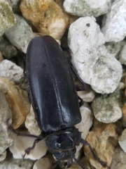 Archodontes melanopus