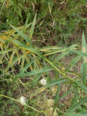 Coleosporium