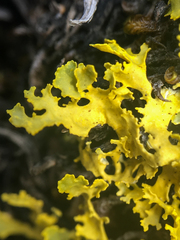 Vulpicida juniperinus