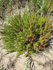 Artemisia campestris caudata