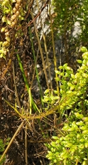 Artemisia campestris caudata