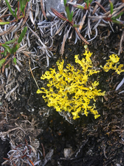 Vulpicida juniperinus