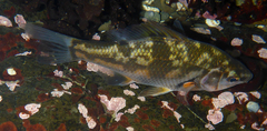 Dwarf Perch photo 4