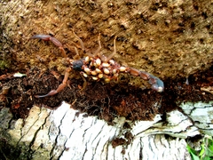 Heteroctenus junceus