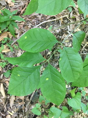Puccinia sparganioidis