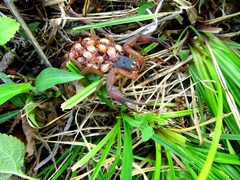 Heteroctenus junceus