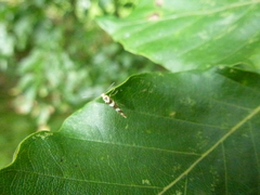 Argyresthia brockeella
