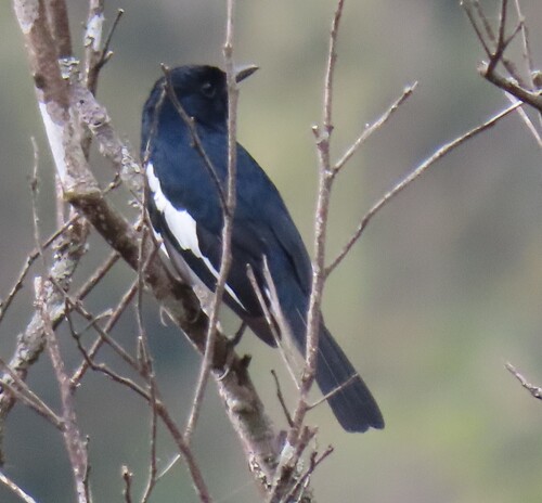 Oriental Magpie-Robin