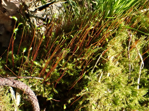 Pseudocampylium radicale observed 2025-04-28