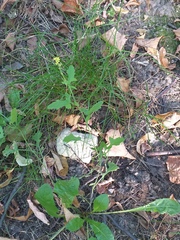 Sisymbrium officinale
