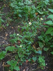 Erigeron strigosus septentrionalis