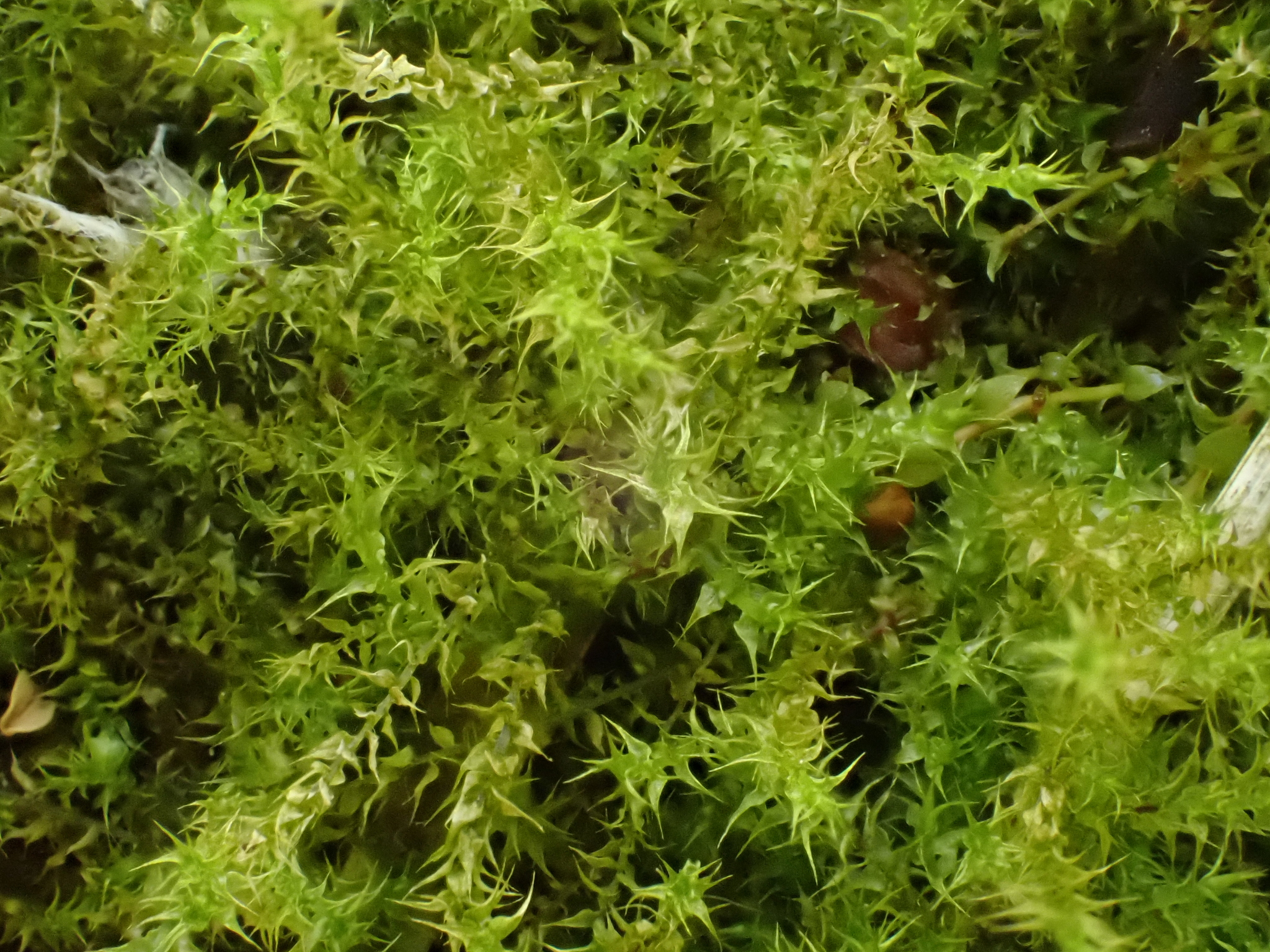 Pseudocampylium radicale