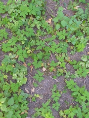 Aegopodium podagraria