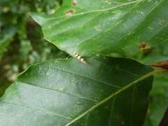 Argyresthia brockeella