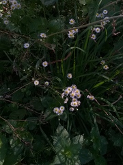 Erigeron strigosus septentrionalis