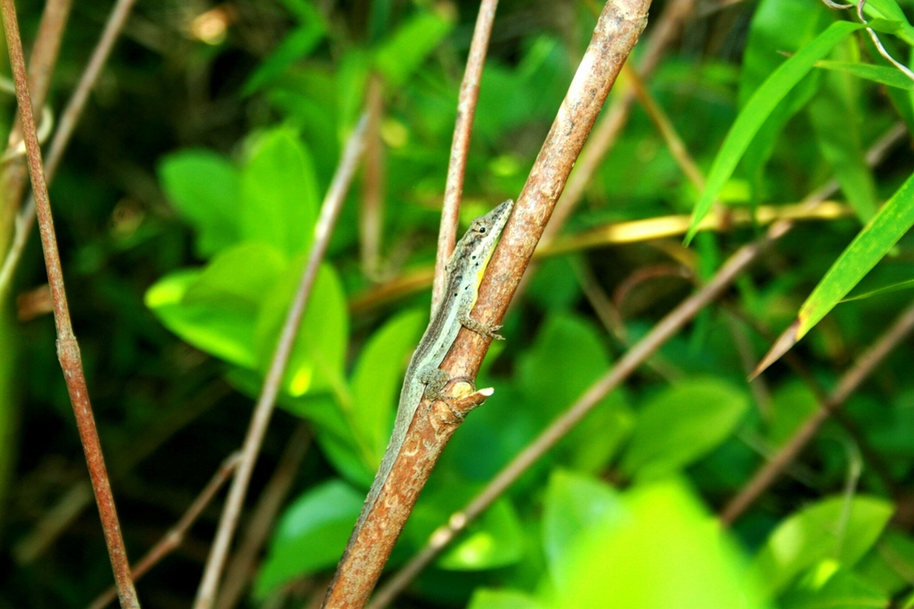 Guantanamo Twig Anole