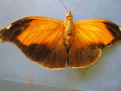 Historis odius odius