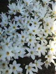 Zephyranthes atamasco