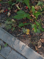 Sisymbrium officinale