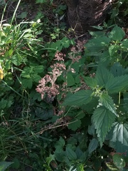 Potentilla norvegica