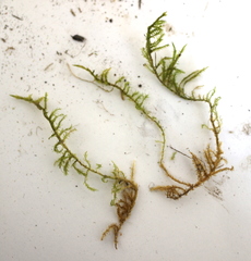 Calliergonella cuspidata