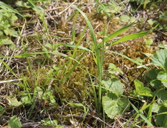 Calliergonella cuspidata