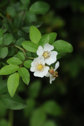 Rosa sambucina, photograph 2