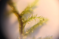 Calliergonella cuspidata