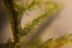 Calliergonella cuspidata