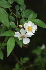 Rosa sambucina, photograph author not stated, no rights reserved